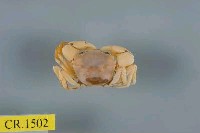 藏品(太陽強蟹)的圖片